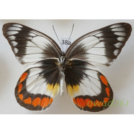 Delias mitisi mitisi Staudinger, 1894 Indonesia, Taliabu38a